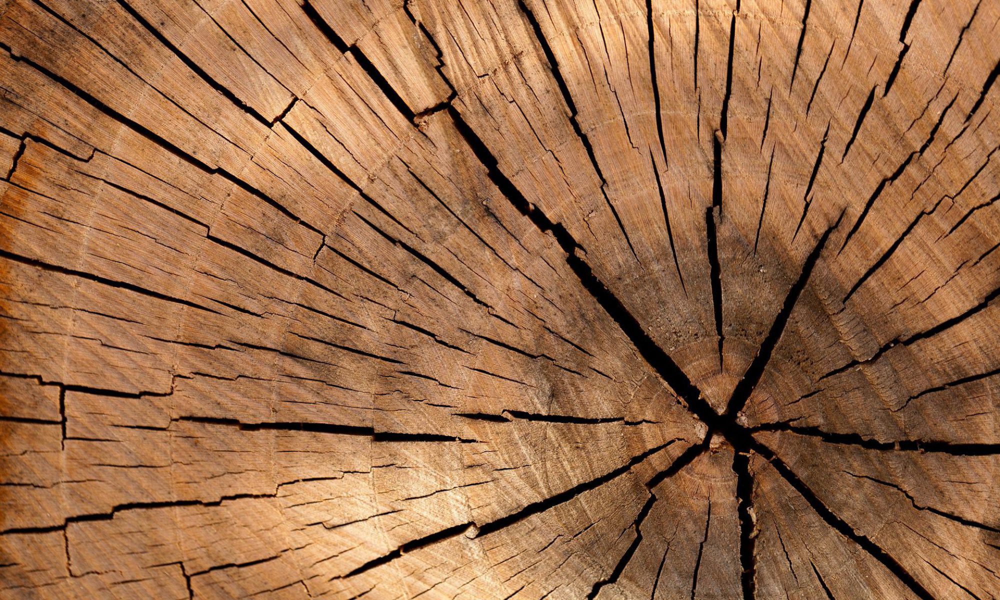 zoom sur un tronc d'arbre et cernes de bois