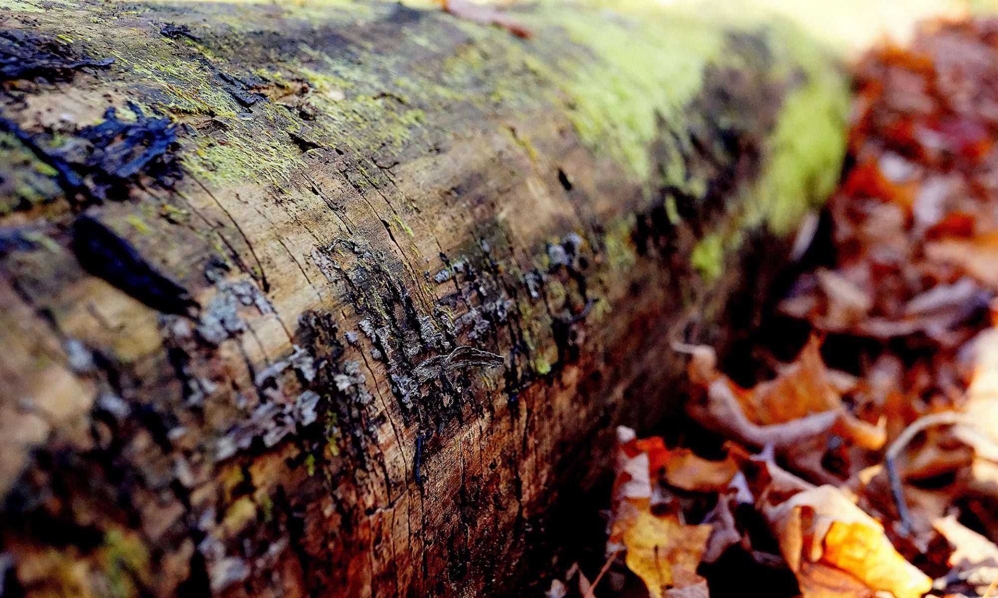 tronc d'arbre à terre avec feuilles